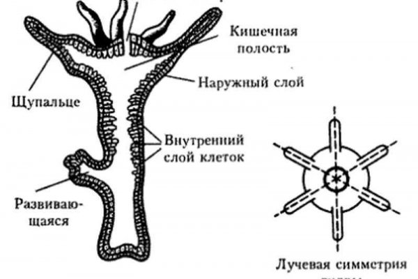 Kraken ссылка зеркало официальный